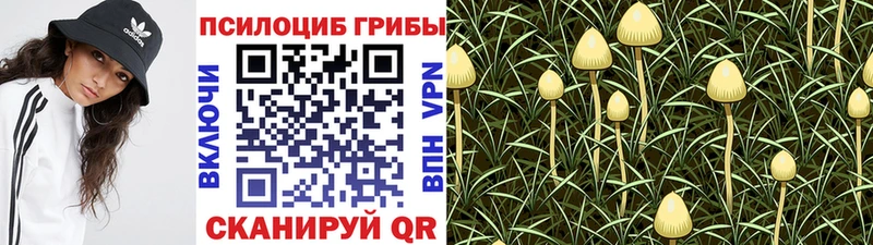 Галлюциногенные грибы Cubensis  Красавино 